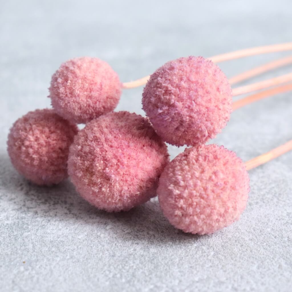 Craspedia – flider, detail květu